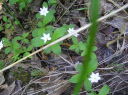 Starflower